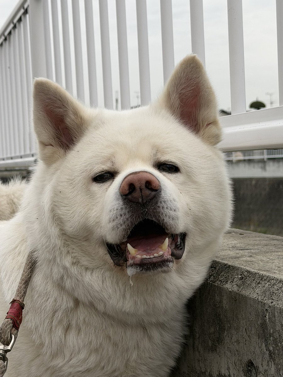 秋田犬　心(まる) tweet media
