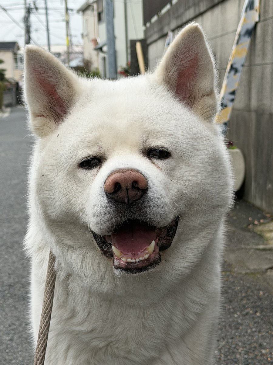 秋田犬　心(まる) tweet media