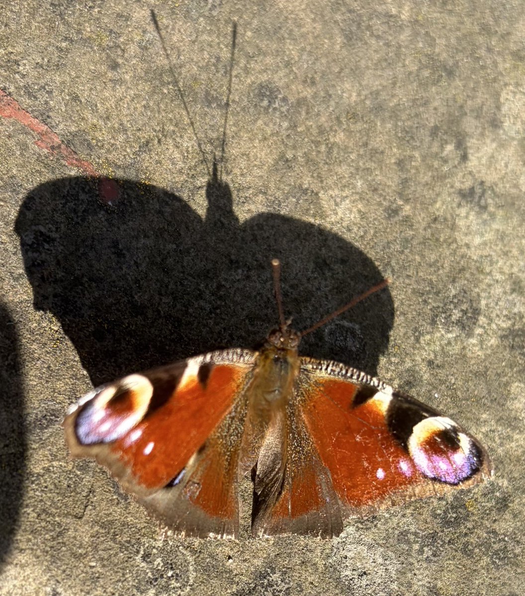 Daphne 🤍 tweet media