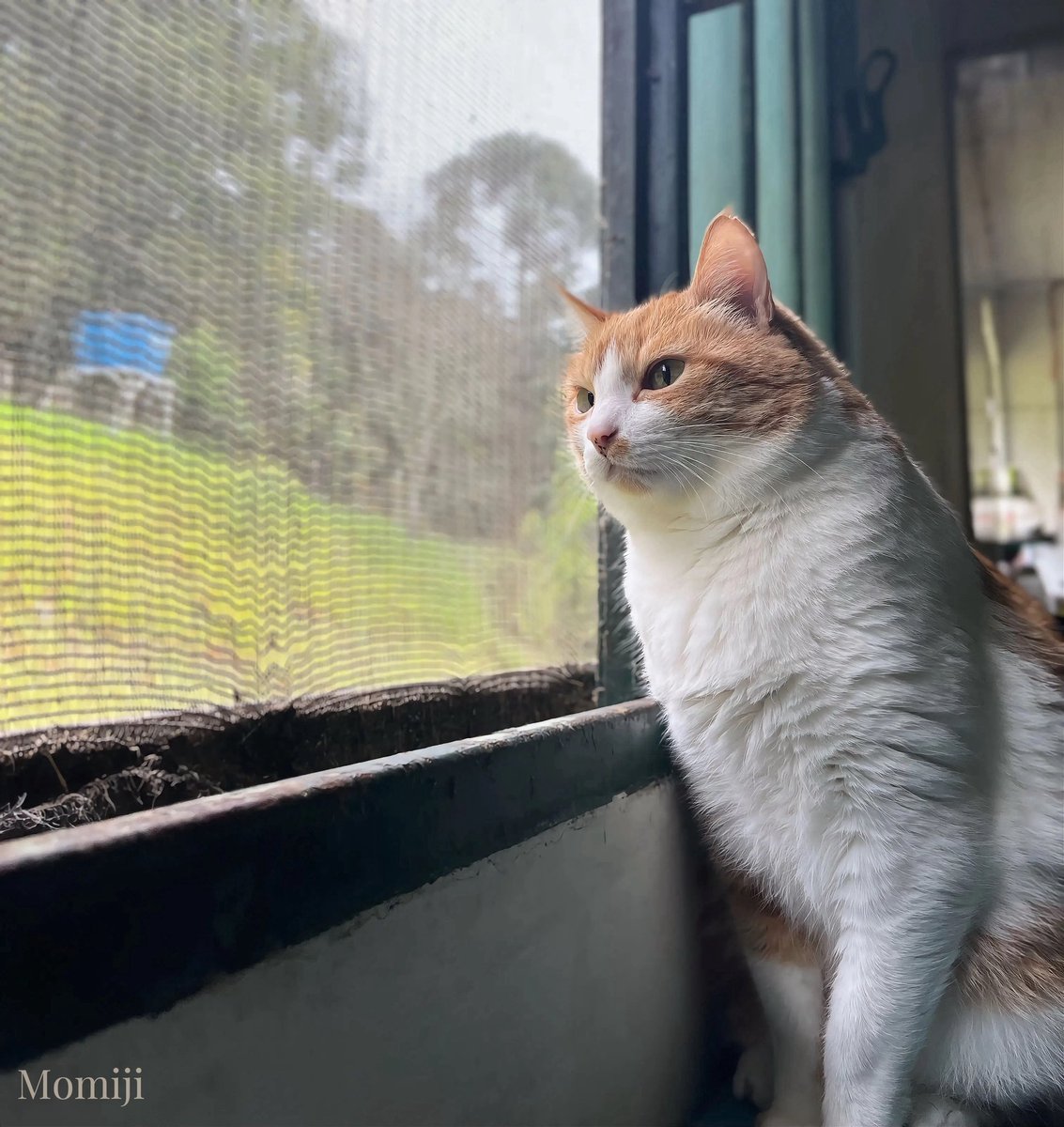 𝒞𝒽𝒾𝓏𝓊 /智津 tweet media