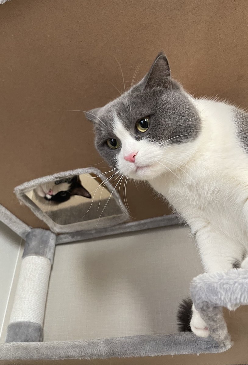 コテツとまる tweet media