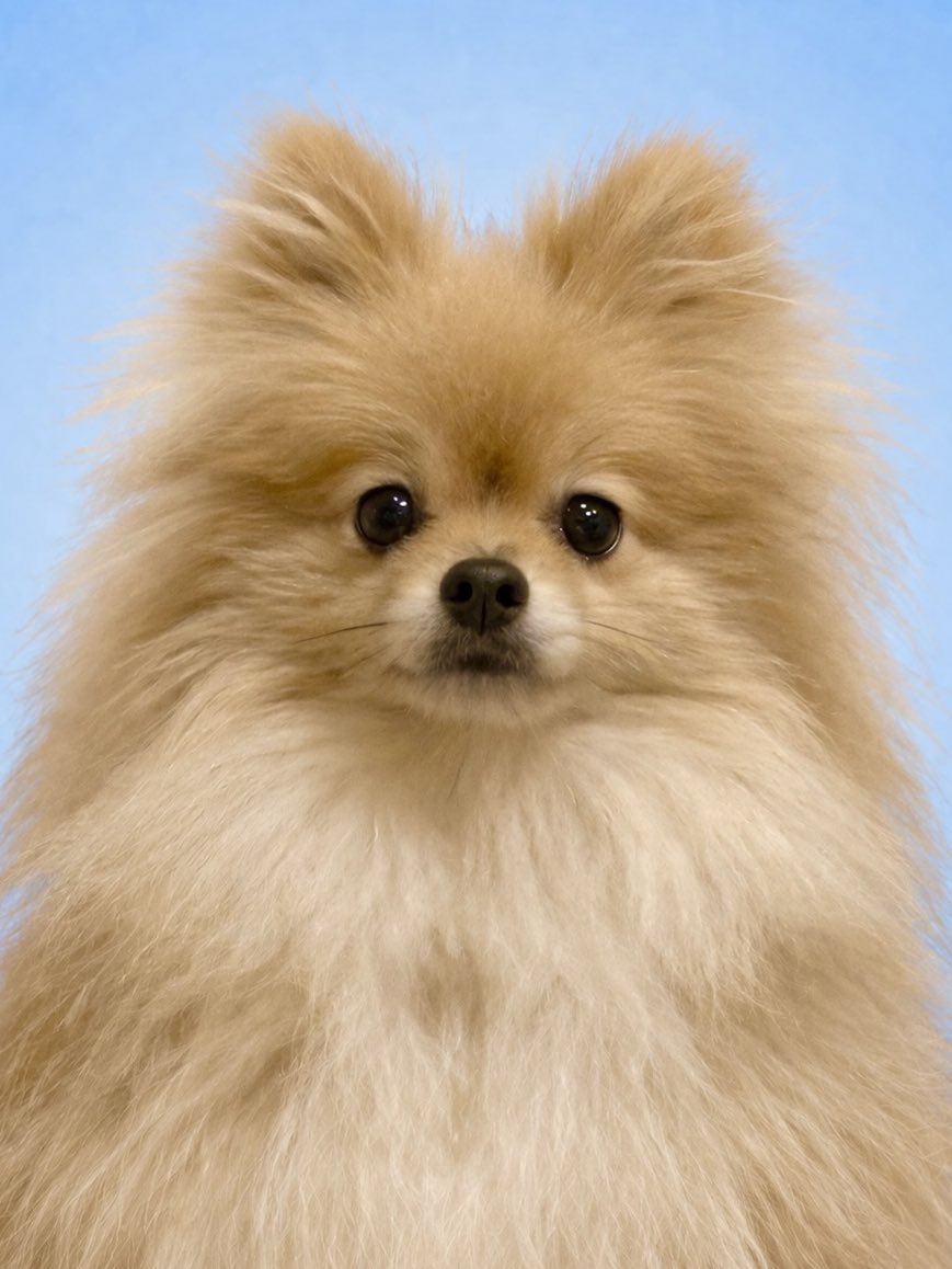 mo_chan0814's tweet image. 氏名   まりも
生年月日   2023年8月14日(2歳)
資格    電柱臭気判定士2級
           ミミズソムリエ検定合格