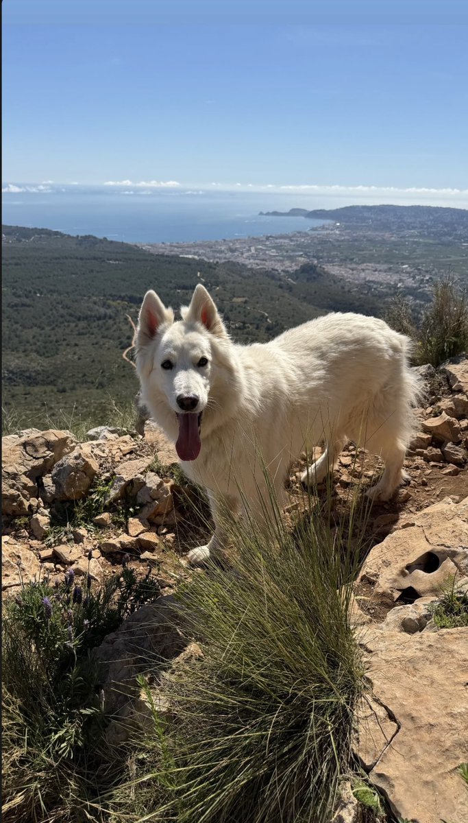 DavidFerrerGDF's tweet photo. ¡Hermosos paisajes y familia! 👩🏼👦🏼🐶 y 👱🏻‍♂️(via IG de @DavidFerrer87 ) https://t.co/D74dmvJF7W