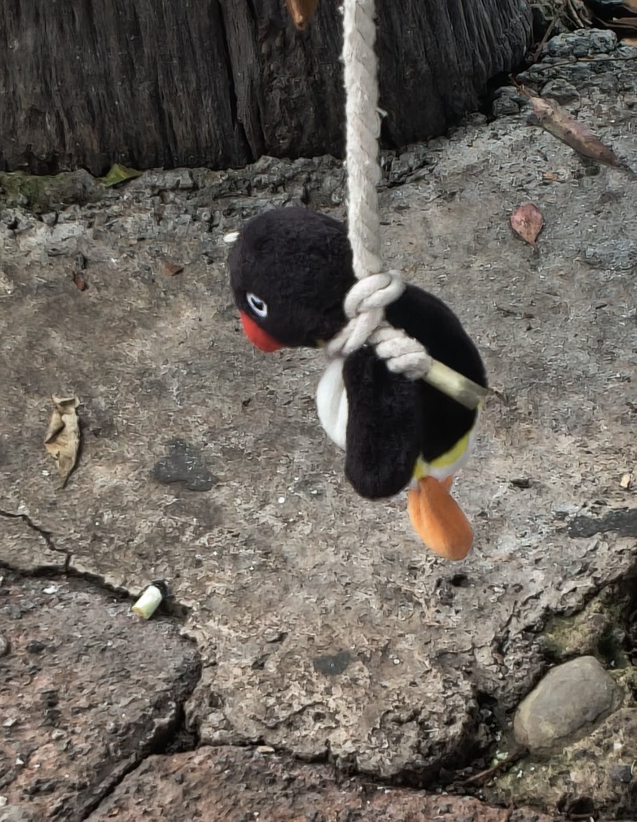 可愛くなるんや tweet media