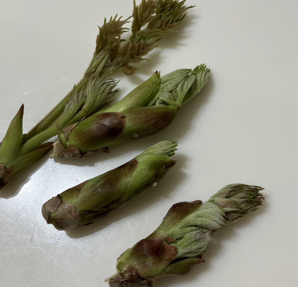 みるっひ tweet media