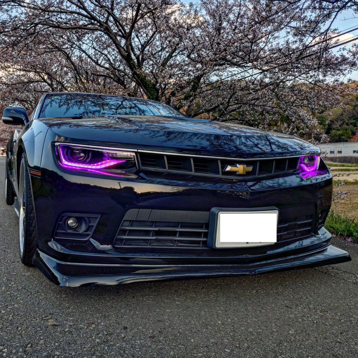 Xz_Scorpion_'s tweet photo. 散りかけの🌸とカマロ🚗³₃ https://t.co/jpnF5VSuXv