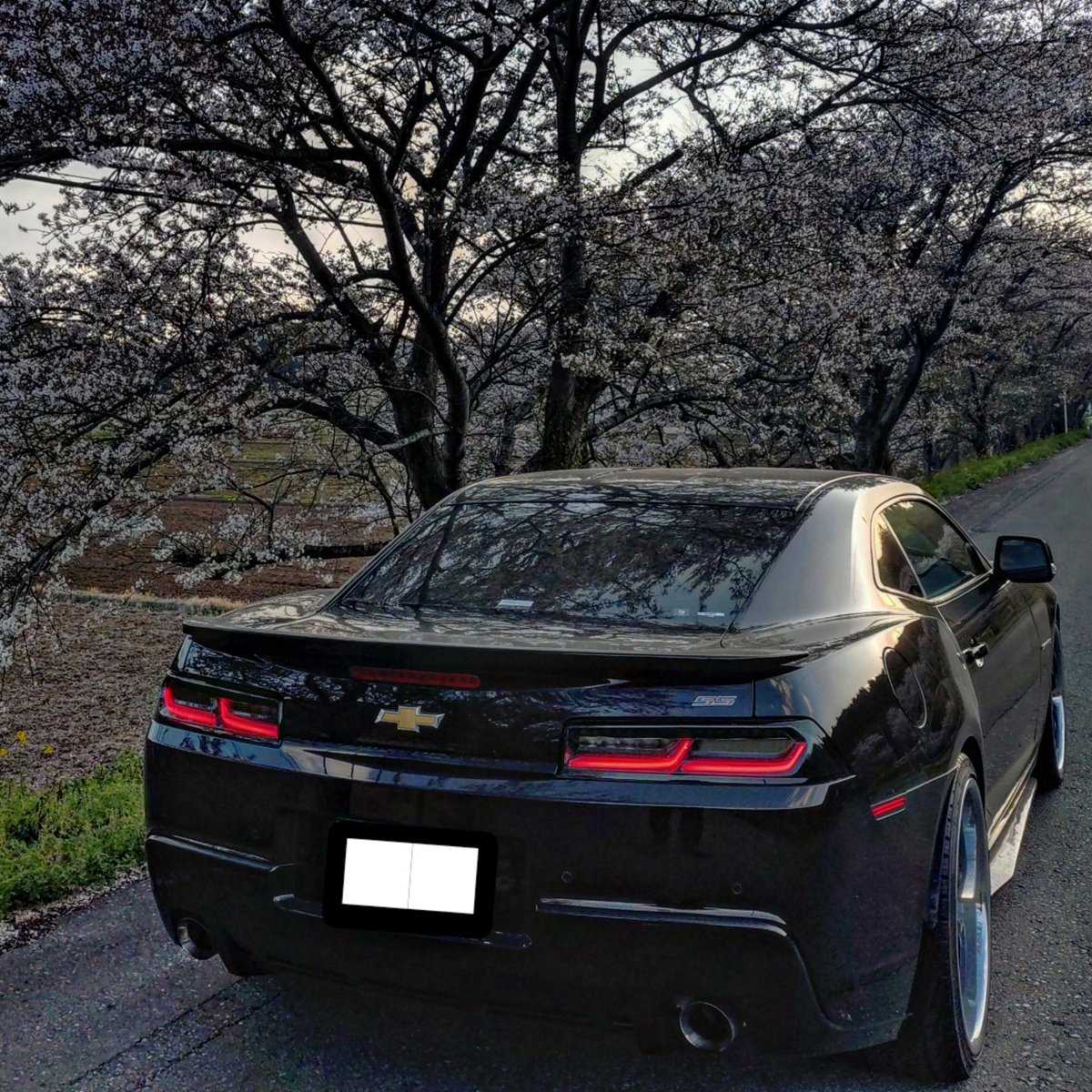 Xz_Scorpion_'s tweet photo. 散りかけの🌸とカマロ🚗³₃ https://t.co/jpnF5VSuXv