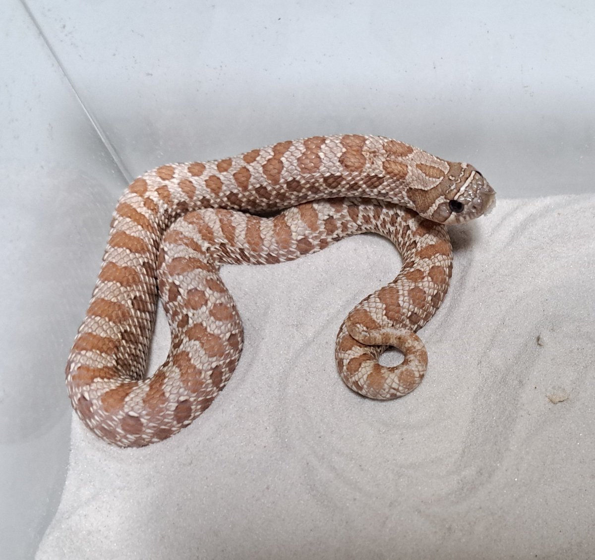 アソビバリウム　4/11(土)ブリーダーズストリート浜松町館 出展　4/19(日) WAF群馬 出展 tweet media