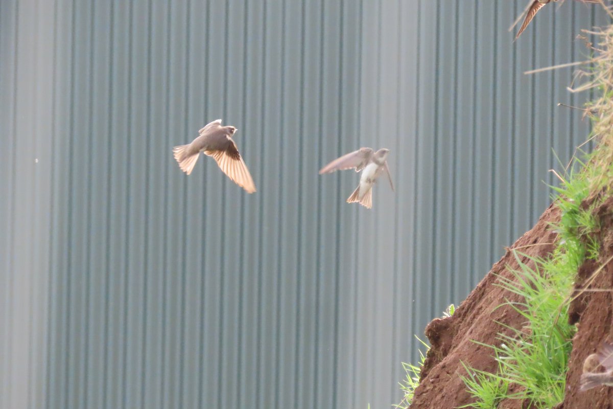 Donna Rainey tweet media