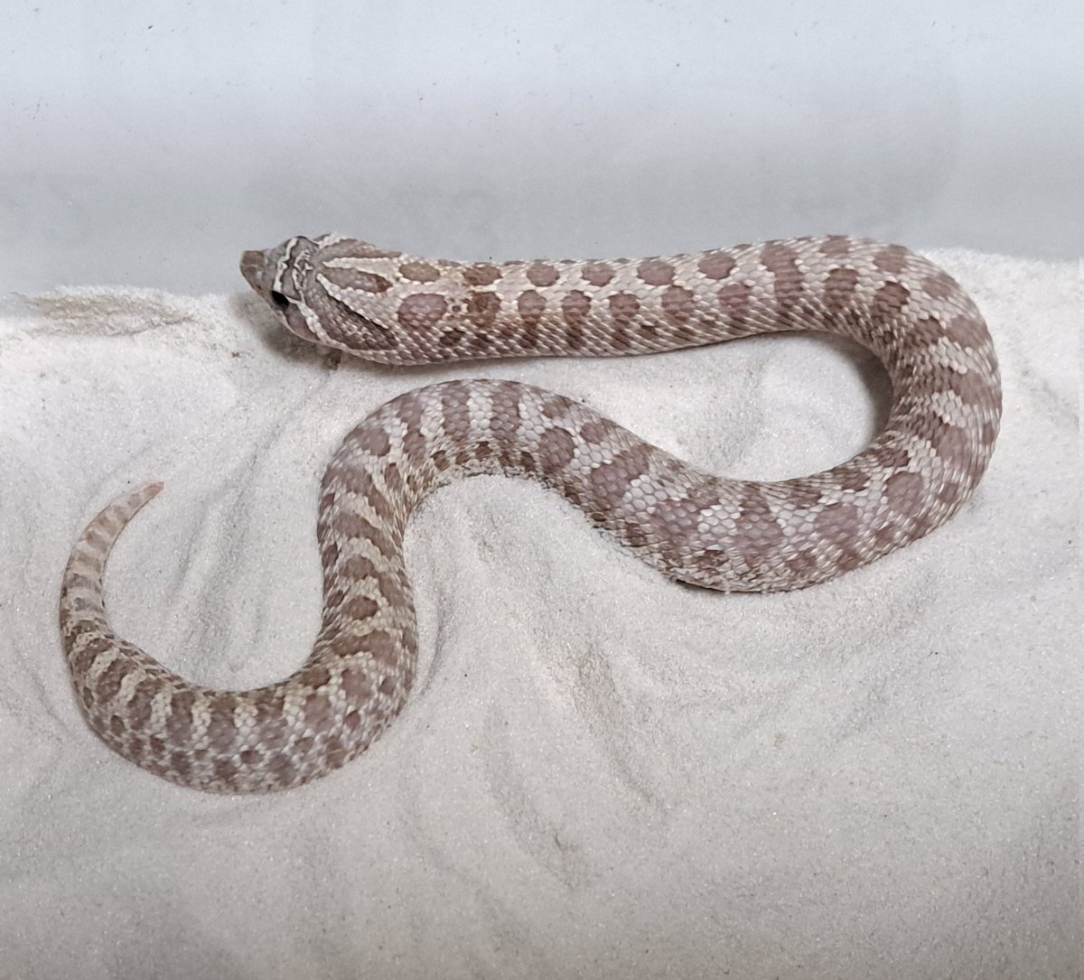 アソビバリウム　4/11(土)ブリーダーズストリート浜松町館 出展　4/19(日) WAF群馬 出展 tweet media