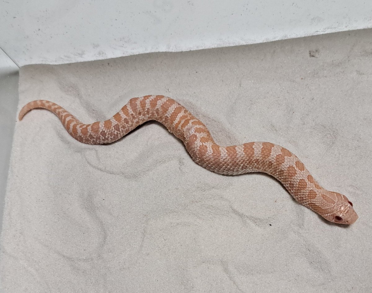 アソビバリウム　4/11(土)ブリーダーズストリート浜松町館 出展　4/19(日) WAF群馬 出展 tweet media