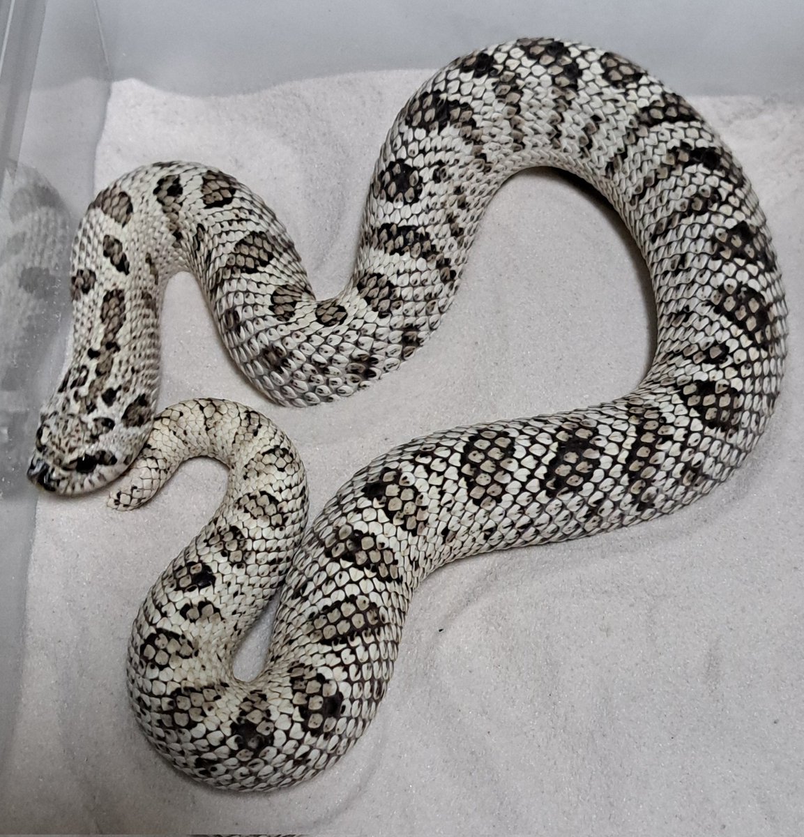 アソビバリウム　4/11(土)ブリーダーズストリート浜松町館 出展　4/19(日) WAF群馬 出展 tweet media