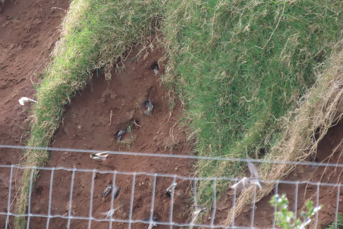 Donna Rainey tweet media