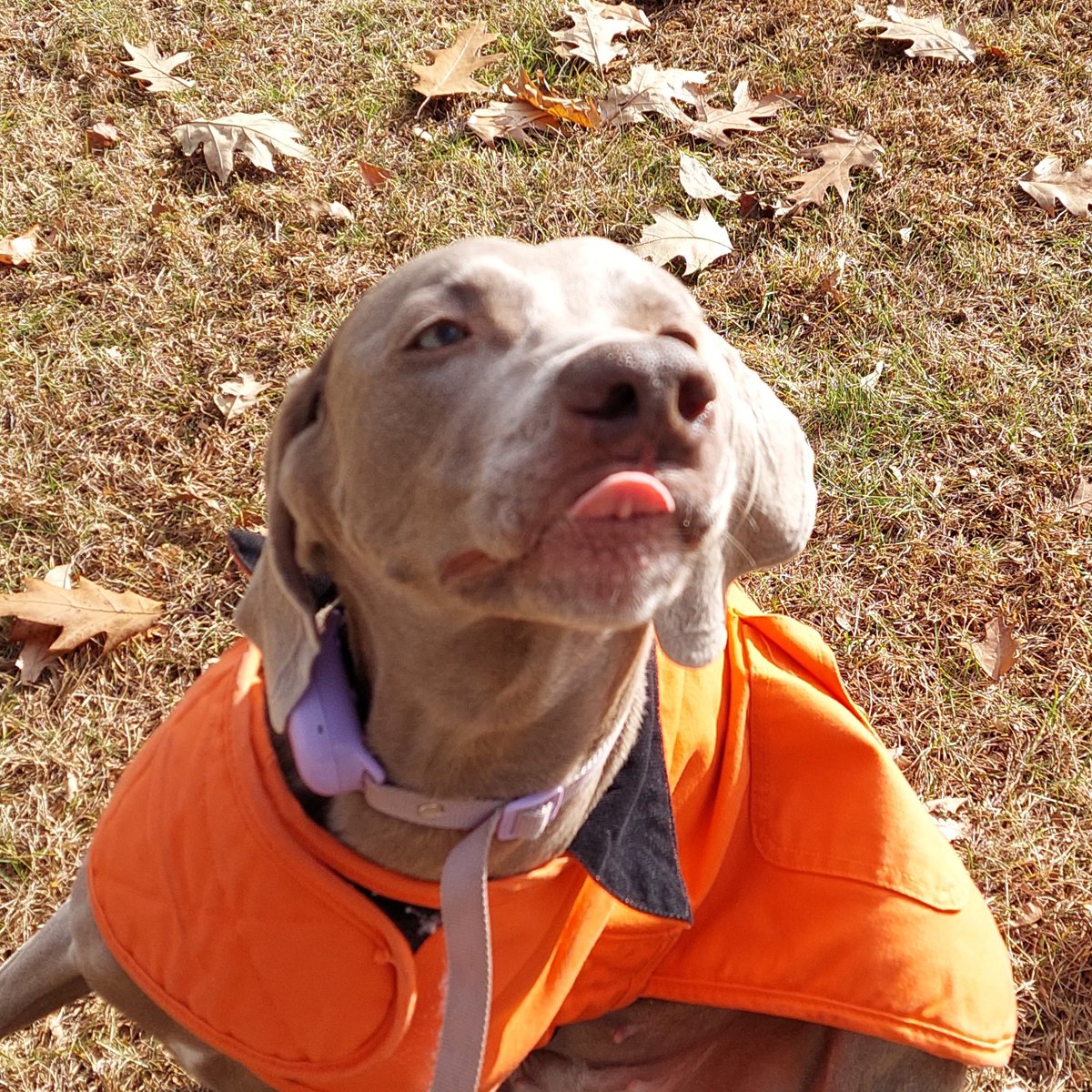 weimrnr's tweet photo. Good morning - Create a great day!
#TongueOutTuesday #weimaraner #Mellie https://t.co/SlgIjKiAES