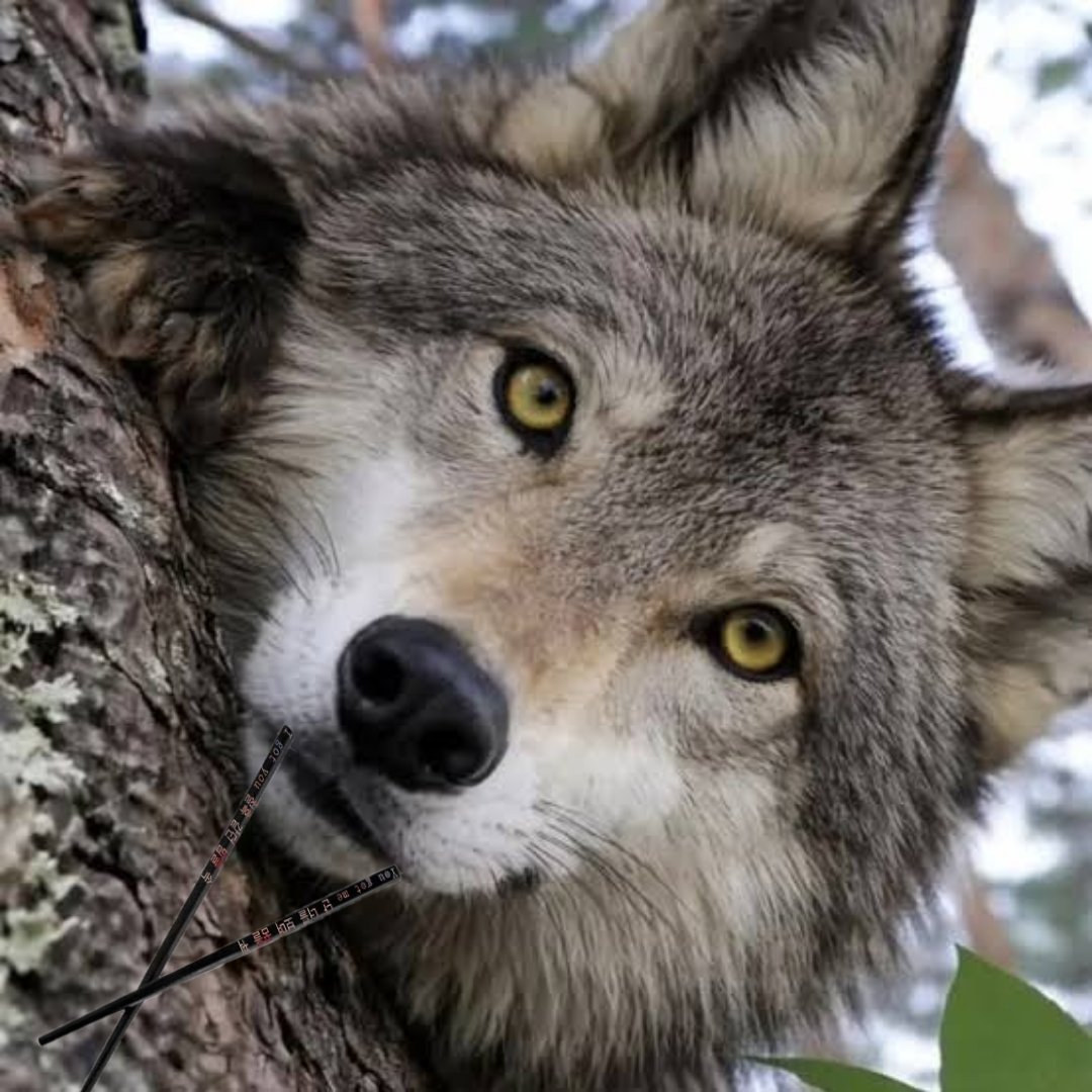 bangchan as wolves 🐺 tweet media