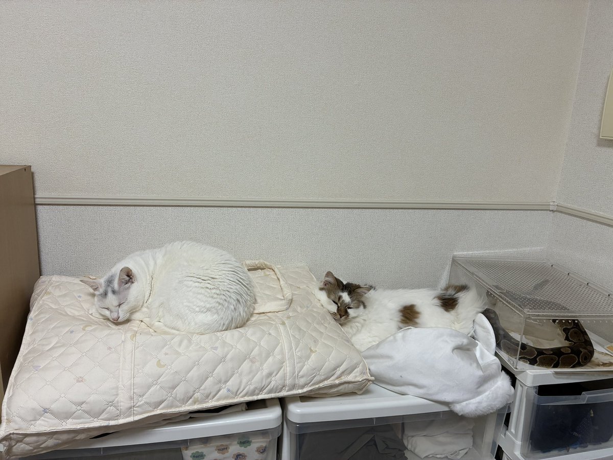 Chanlexu_3cat's tweet photo. 帰ったらこれ https://t.co/KKX2LnnwtY