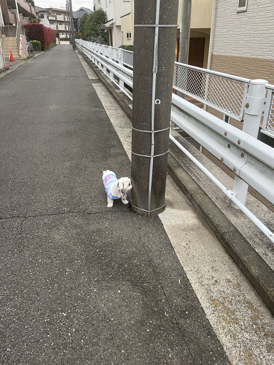 TaroMay8's tweet photo. くん活🐩
鼻がないから、顔全部電柱にピタ。

#散歩
#鼻ぺちゃ https://t.co/lR7963q2rx