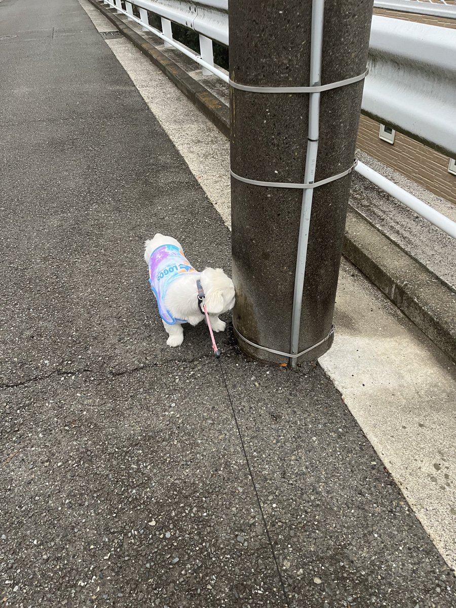 TaroMay8's tweet photo. くん活🐩
鼻がないから、顔全部電柱にピタ。

#散歩
#鼻ぺちゃ https://t.co/lR7963q2rx