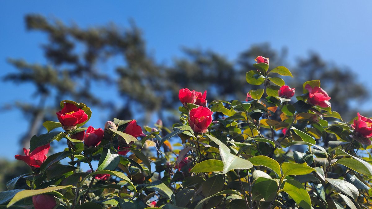 🎗🐬淵畵公🐬🎗 tweet media