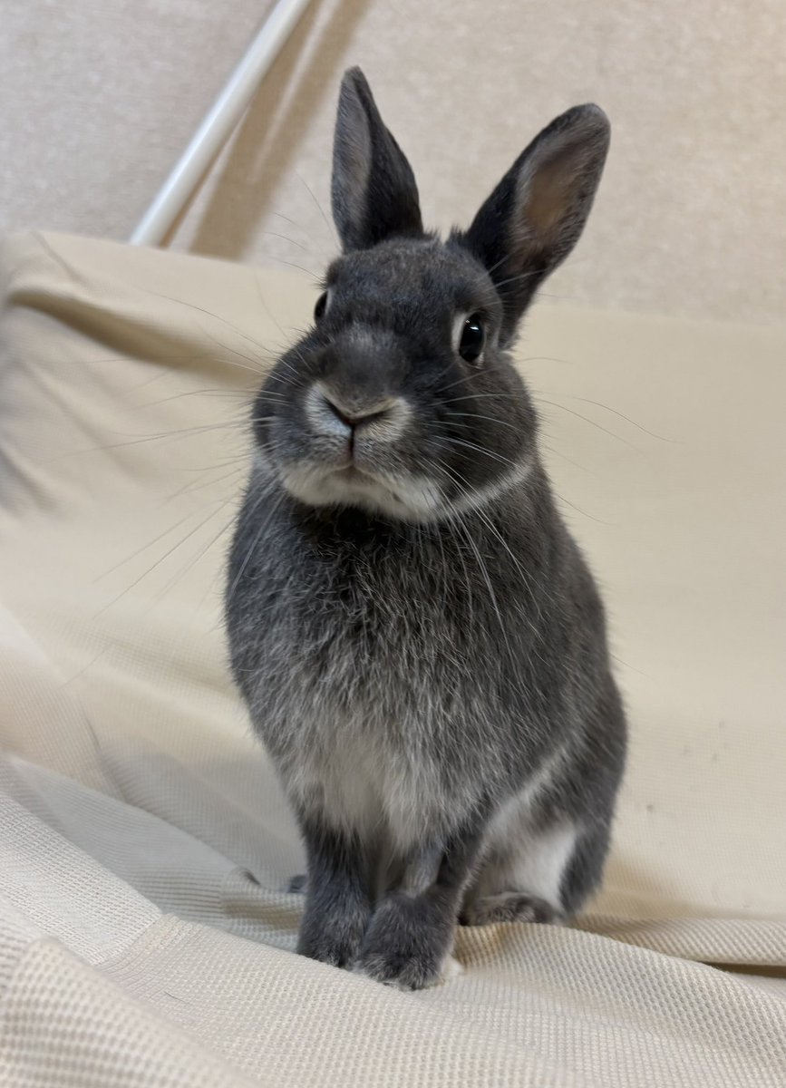 クレイン tweet media