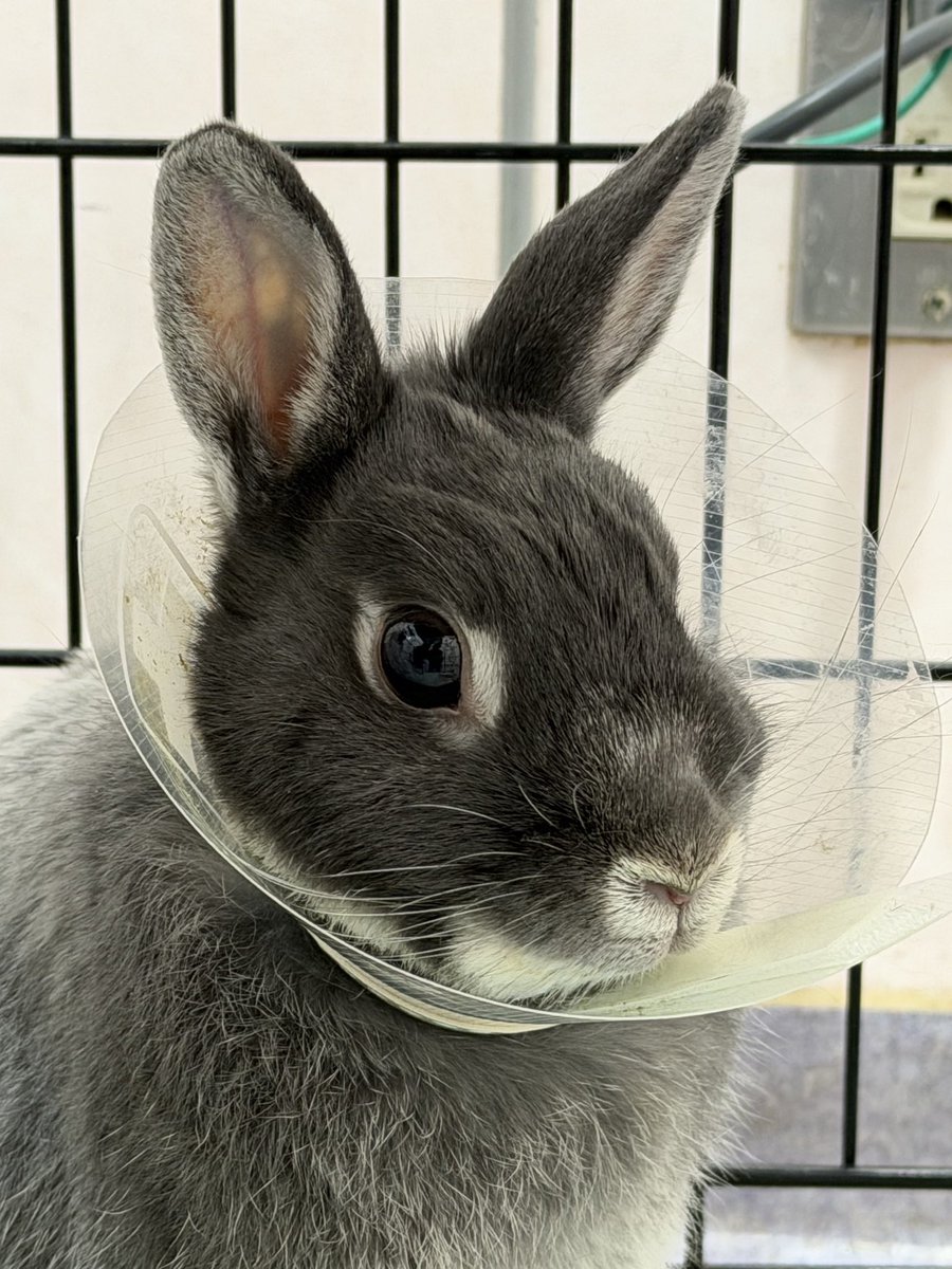 クレイン tweet media