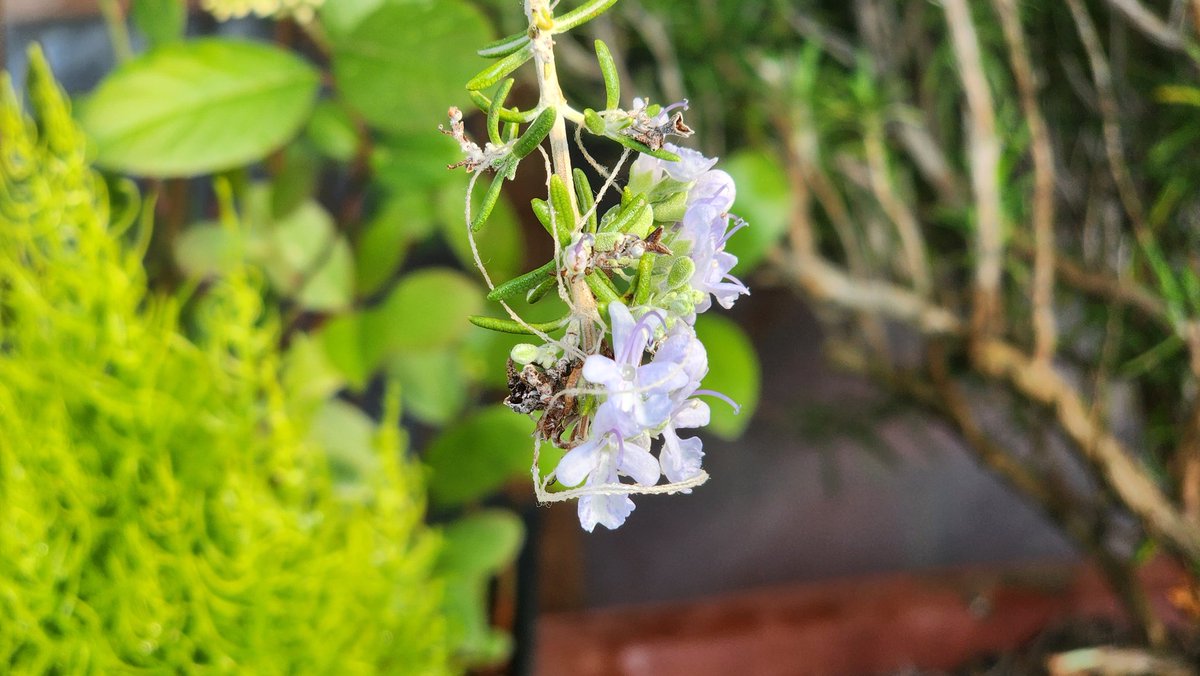 🎗🐬淵畵公🐬🎗 tweet media