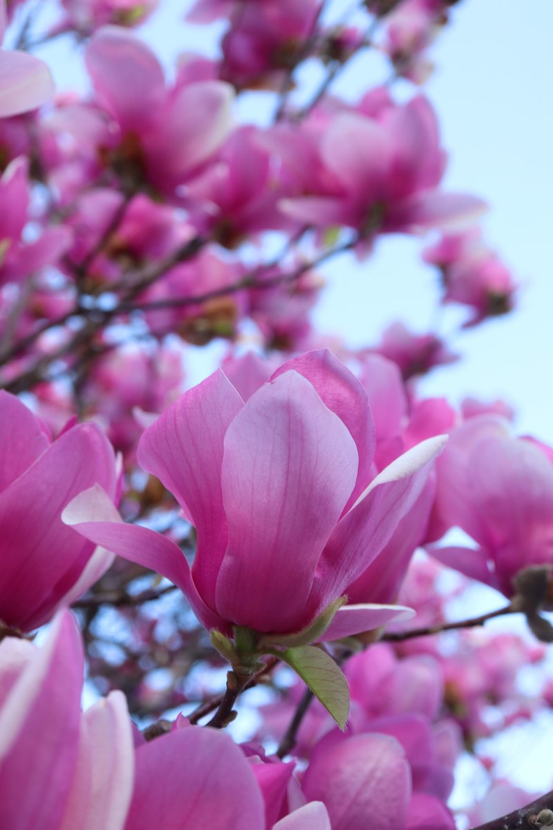 ★ぼやきぃぬ☆ tweet media