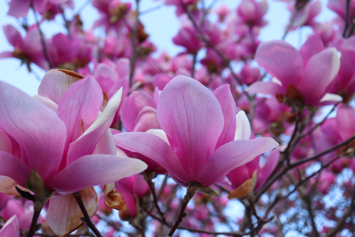 ★ぼやきぃぬ☆ tweet media