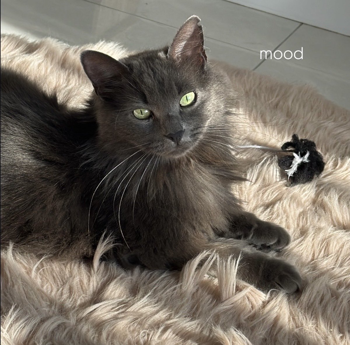 Anu⚡️☕️ tweet media