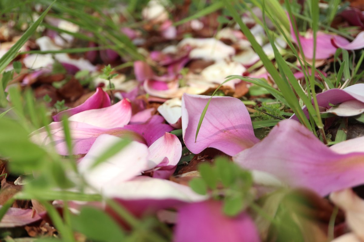 ★ぼやきぃぬ☆ tweet media