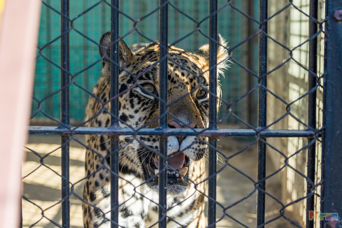 ニラオ tweet media