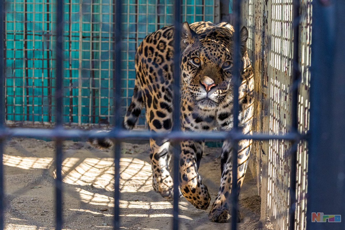 ニラオ tweet media