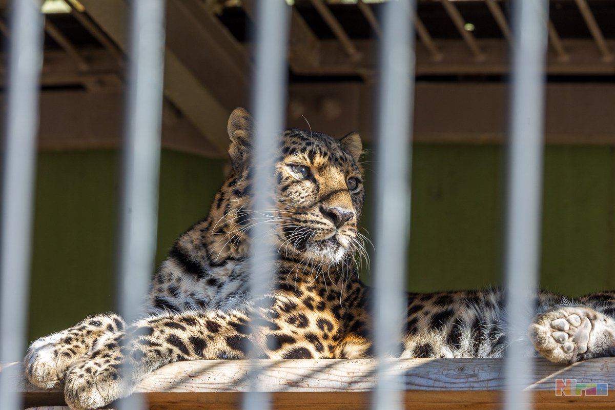 ニラオ tweet media