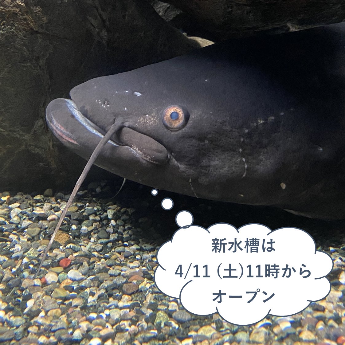 滋賀県立琵琶湖博物館【公式】 tweet media