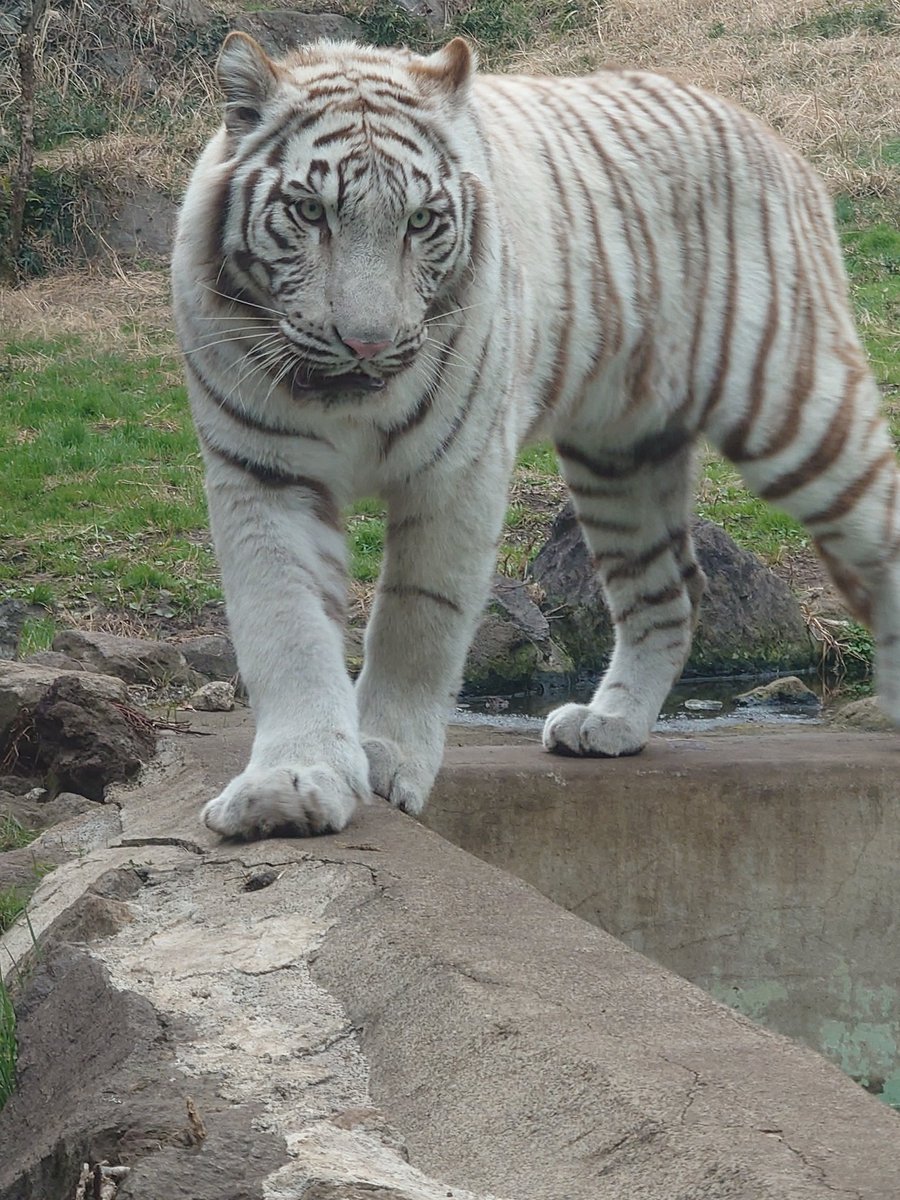 のっこじ tweet media