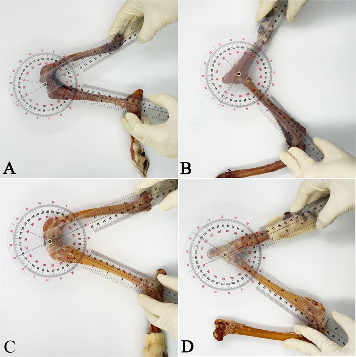Editors of Anatomia, Histologia, Embryologia tweet media