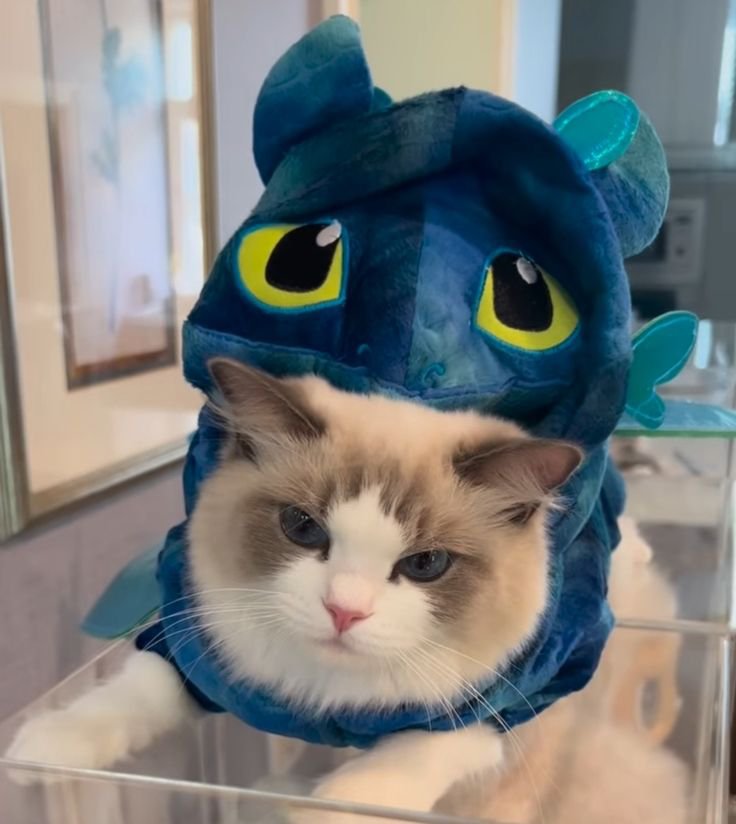 𝙏𝗜𝗥𝗔𝗗𝗝𝗔 𝙋𝗥𝗔𝗬𝗔𝗡𝗔 tweet media