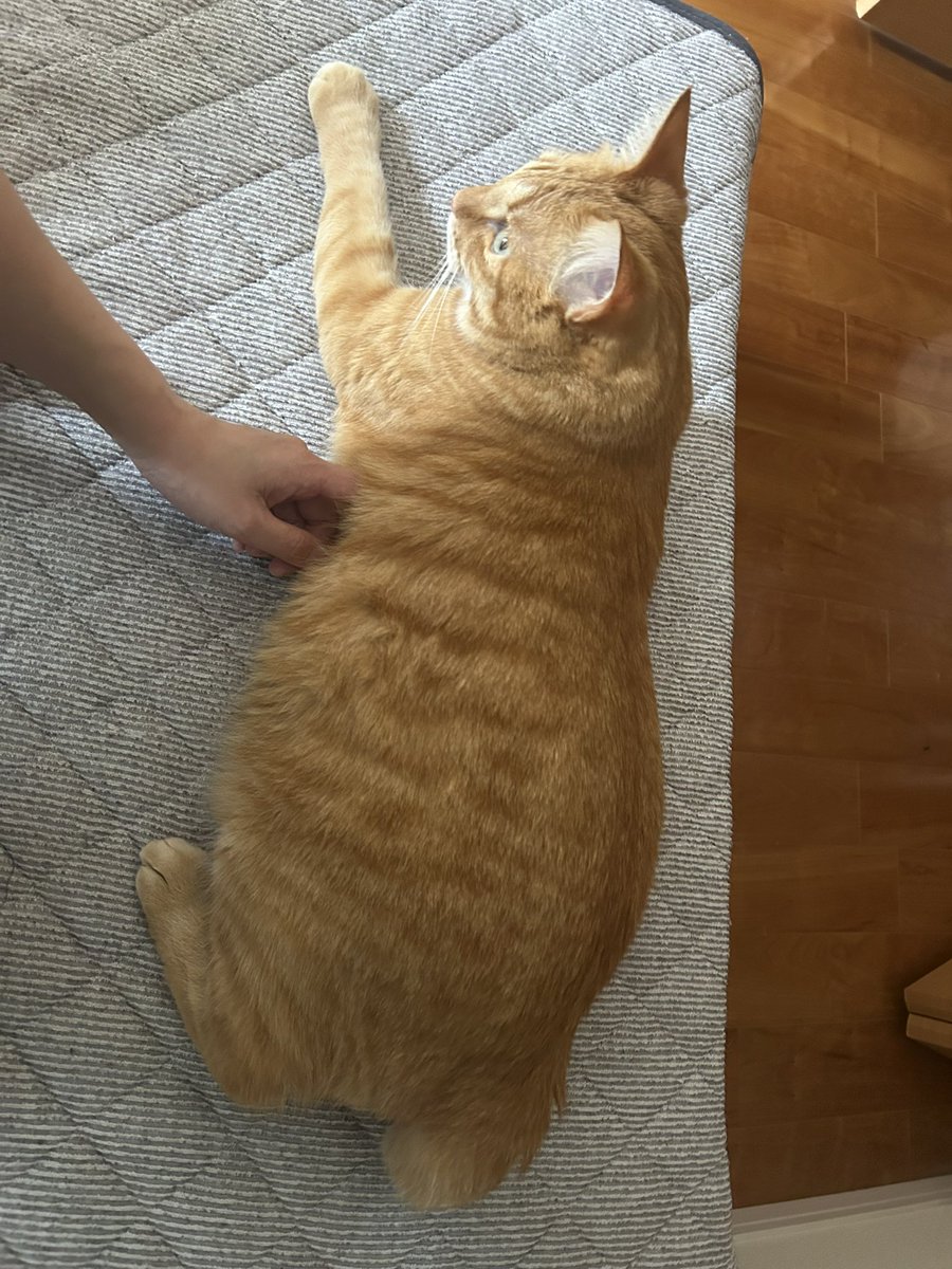 鮭とば猫 tweet media