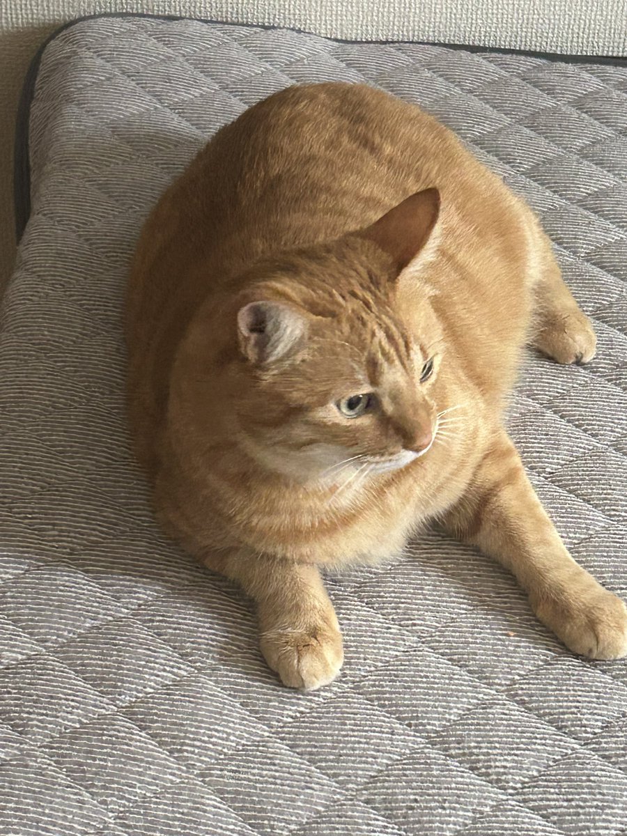 鮭とば猫 tweet media