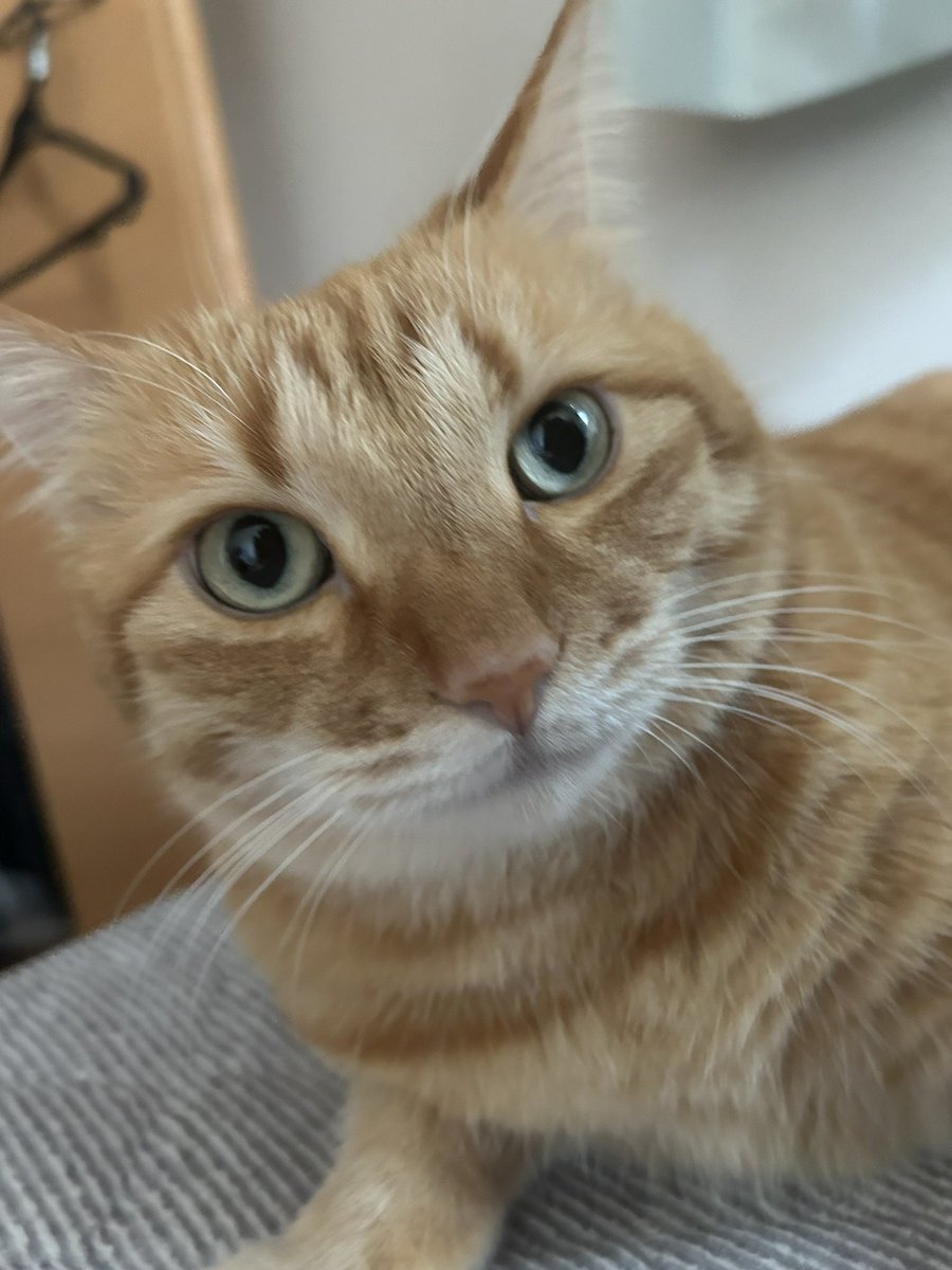 鮭とば猫 tweet media