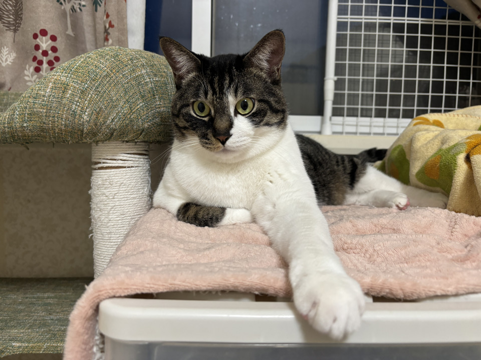 もうすぐ3歳になる人慣れした３兄弟
兵庫県 ♀ 生後2才 のネコちゃんです。
 #猫の里親募集 #兵庫県
詳細：neko-jirushi.com/foster/234734/
写真：