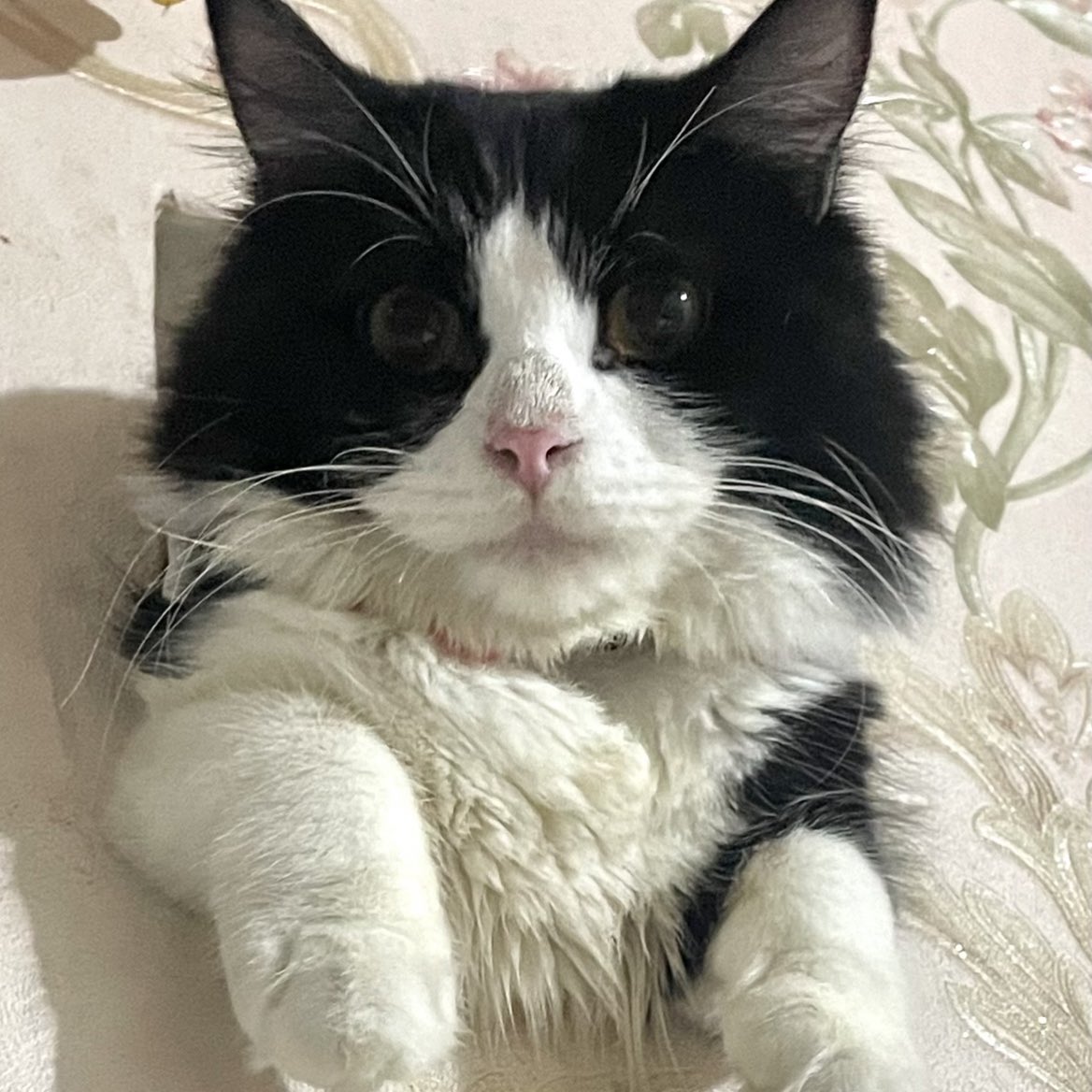 koocweng tweet media