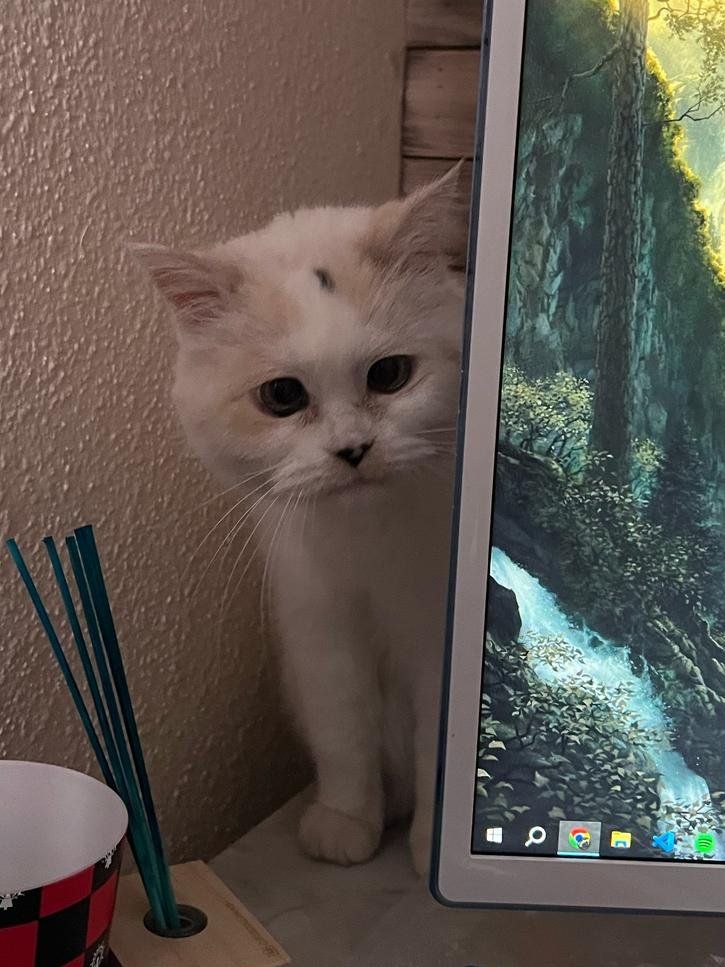 🪐 Gatmago 🪐 tweet media