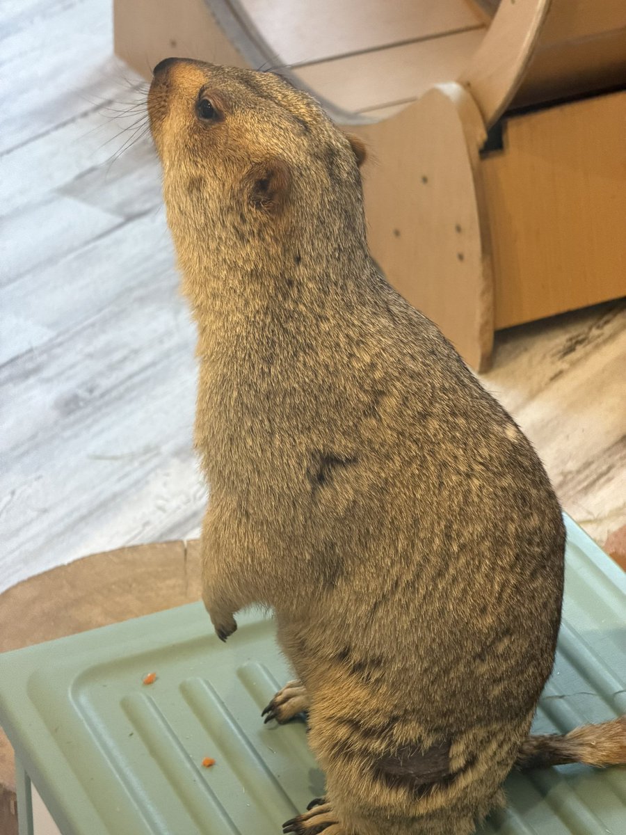 TacticsRose's tweet photo. マーモット村東京に入村🌳
キャラメルさんの輝かしいモノを見て🤦‍♂️
お姉様に聞いたら、換毛期でゴッソリ抜けてハゲちゃ��てますって👨🏻‍🦲
こんな可愛く人参食べてるのに🥕

 #マーモット #マーモット村 #キャラメル #眩しき輝き https://t.co/QY9MU0yh8y