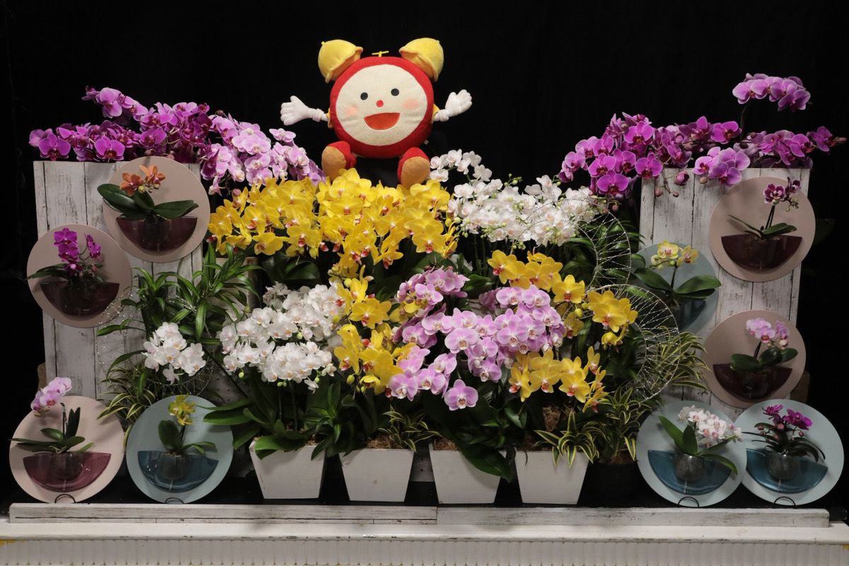 fujitv_flower's tweet photo. 【本日の「めざましテレビ」でご紹介のお花】今週は、【ミディ胡蝶蘭】 ご応募⇒ https://t.co/ESrTSU2JTi #めざましテレビ #花 #プレゼント https://t.co/PCFINAHL9x