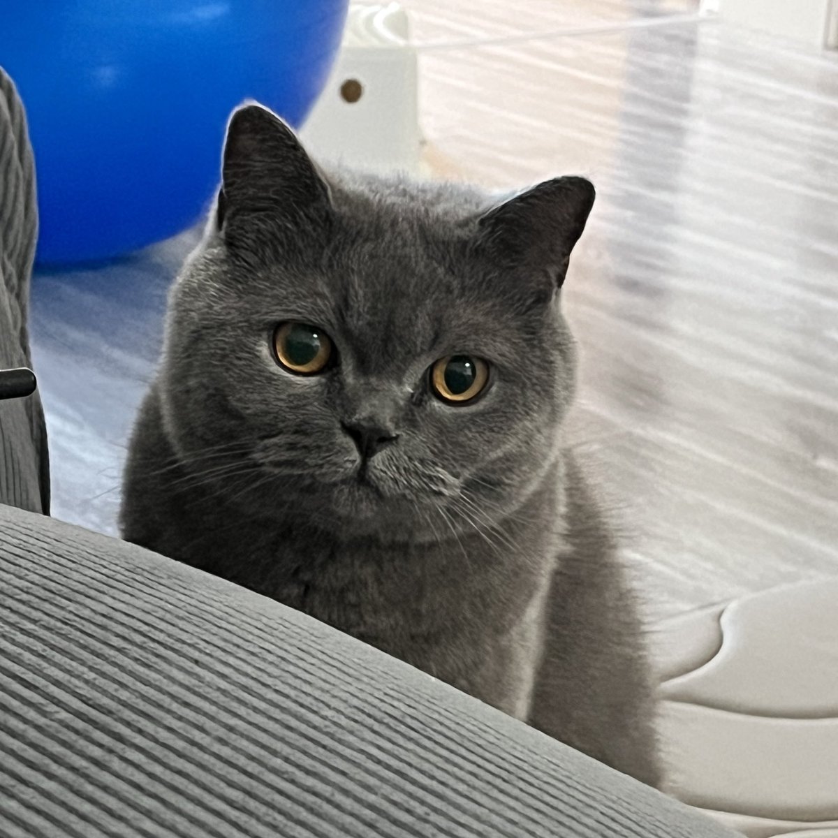 上海暮らしのホイホイ tweet media