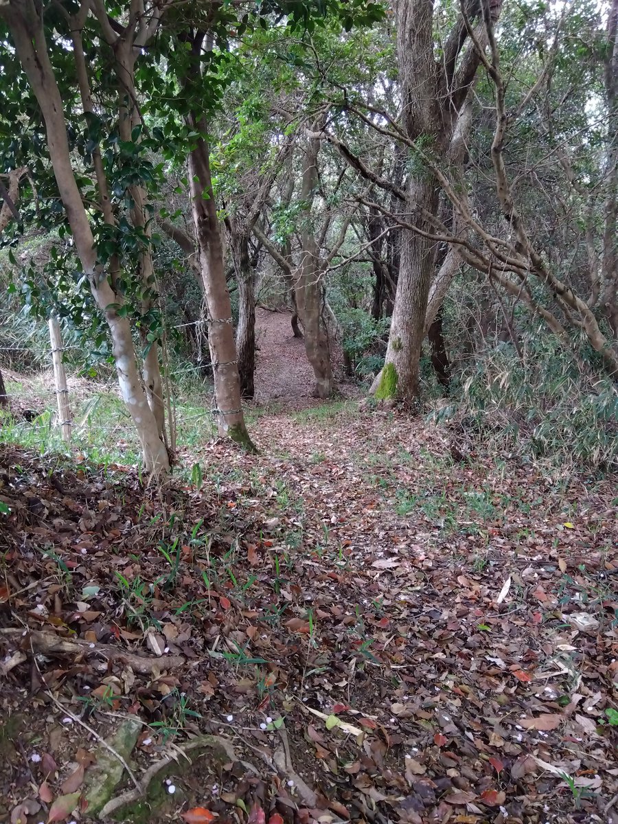 燈露(ひつゆ) tweet media