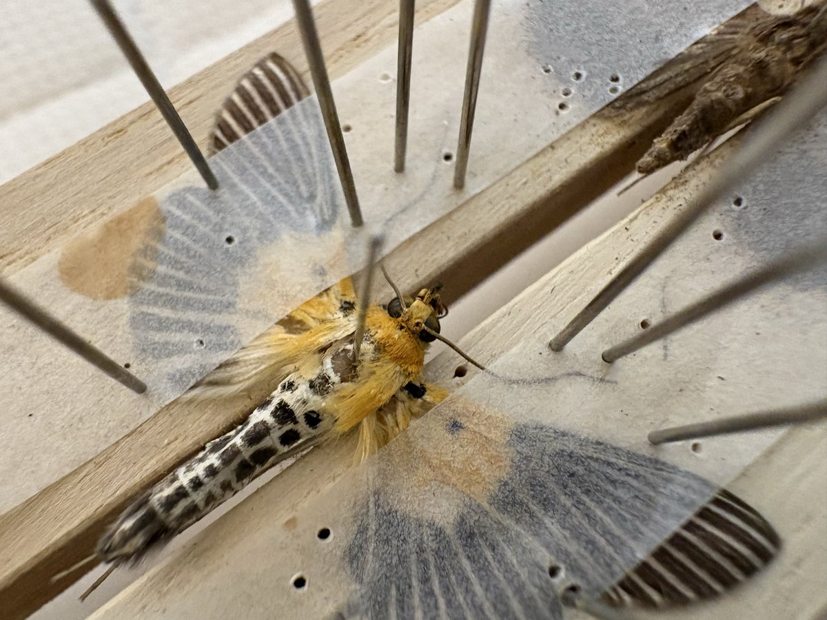 くさうろ虫 tweet media