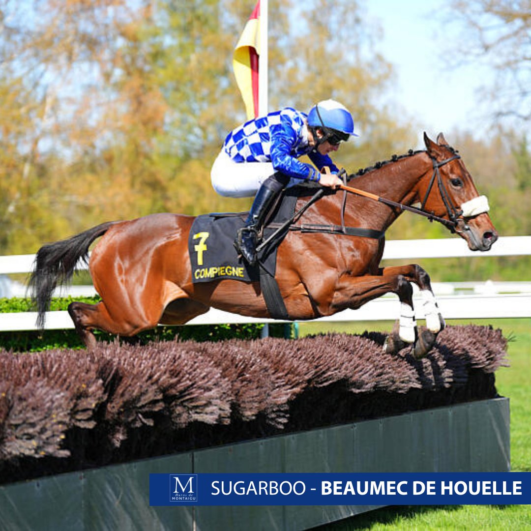 Haras de Montaigu tweet media