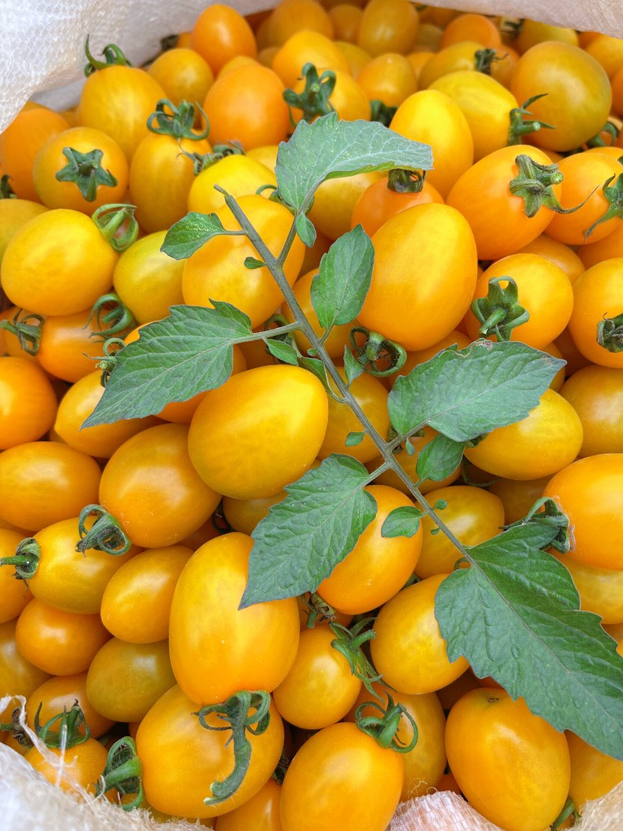 sonamagnihotri's tweet photo. Just bit into a sun-warmed tomato—juice dribbled down my wrist, seeds glistening like tiny rubies. Summer in a bite. https://t.co/6NyyyYrxhR